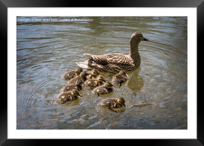 New out of the nest Framed Mounted Print by Kevin White
