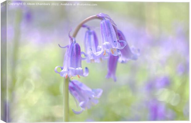 Ethereal Bluebell Flower Canvas Print by Alison Chambers