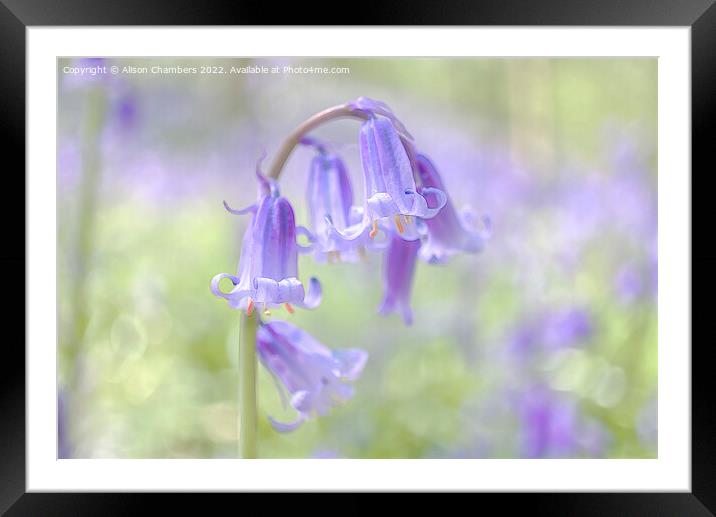 Ethereal Bluebell Flower Framed Mounted Print by Alison Chambers