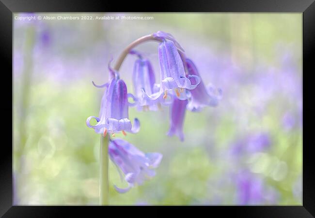 Ethereal Bluebell Flower Framed Print by Alison Chambers