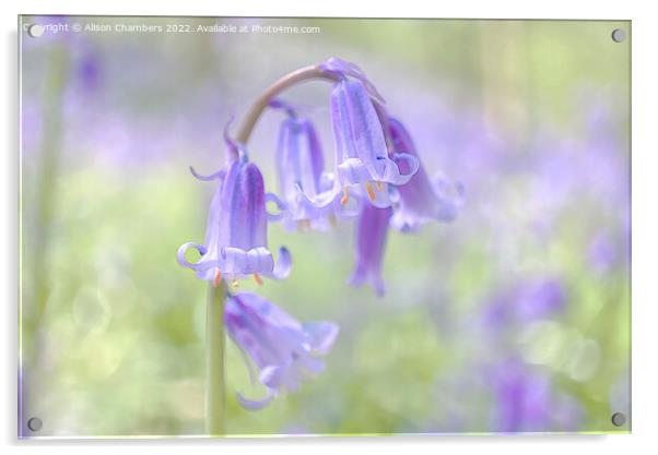 Ethereal Bluebell Flower Acrylic by Alison Chambers