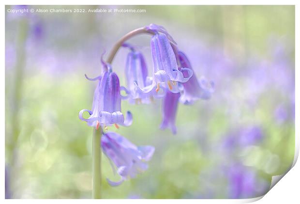 Ethereal Bluebell Flower Print by Alison Chambers