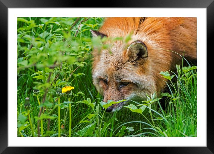 Red Fox Hunting Mice Framed Mounted Print by Arterra 