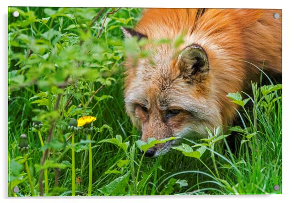 Red Fox Hunting Mice Acrylic by Arterra 