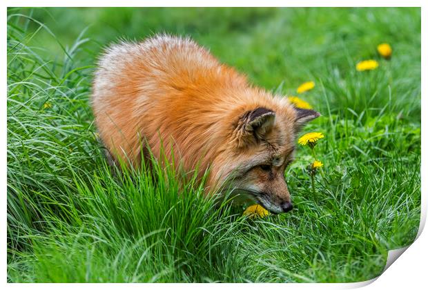 Red Fox Looking for Mice Print by Arterra 