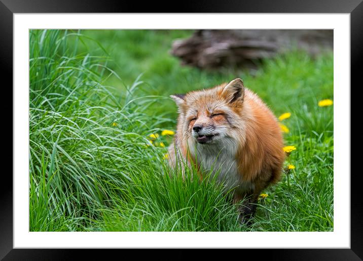 Red Fox in Meadow Framed Mounted Print by Arterra 