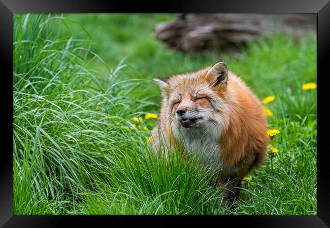 Red Fox in Meadow Framed Print by Arterra 