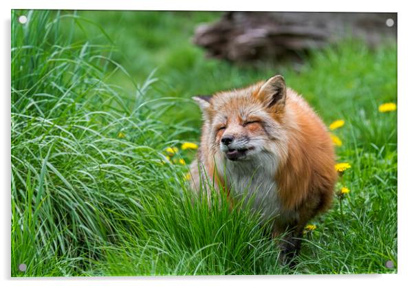 Red Fox in Meadow Acrylic by Arterra 
