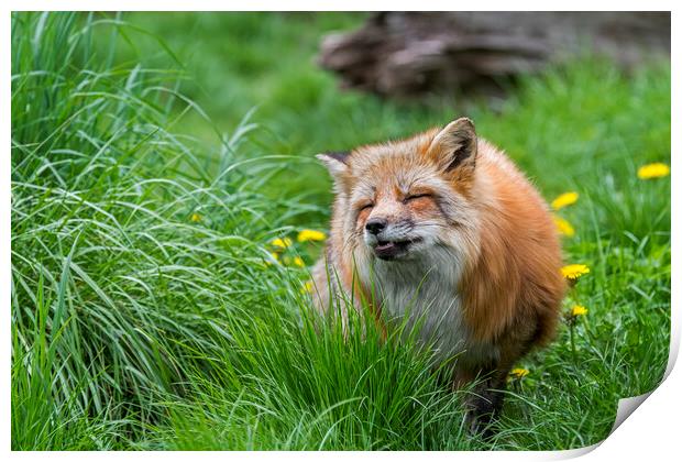 Red Fox in Meadow Print by Arterra 