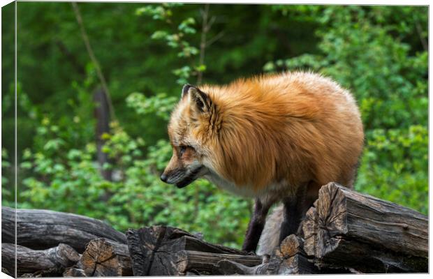 Red Fox on Wood Pile Canvas Print by Arterra 