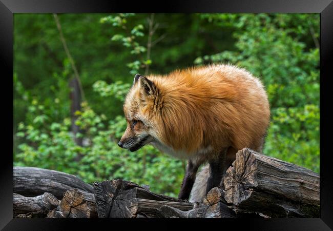 Red Fox on Wood Pile Framed Print by Arterra 