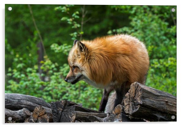 Red Fox on Wood Pile Acrylic by Arterra 