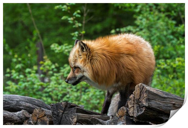 Red Fox on Wood Pile Print by Arterra 