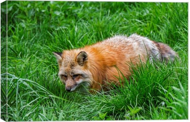 Red Fox Hunting in Pasture Canvas Print by Arterra 