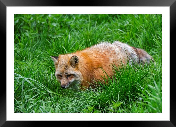 Red Fox Hunting in Pasture Framed Mounted Print by Arterra 
