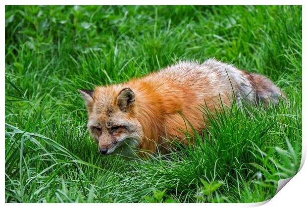 Red Fox Hunting in Pasture Print by Arterra 