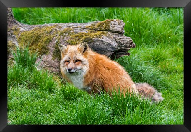 Red Fox in Grassland Framed Print by Arterra 
