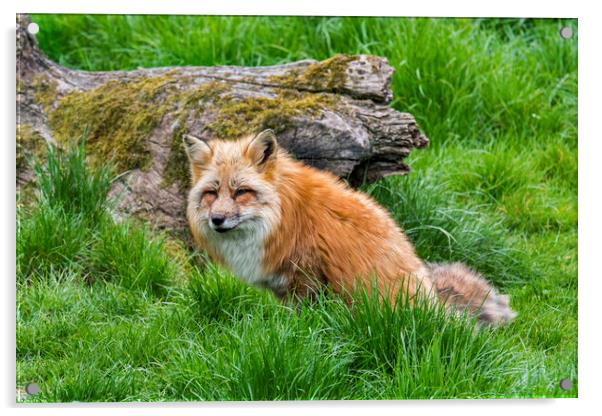 Red Fox in Grassland Acrylic by Arterra 