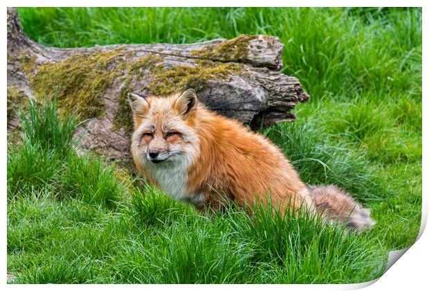 Red Fox in Grassland Print by Arterra 