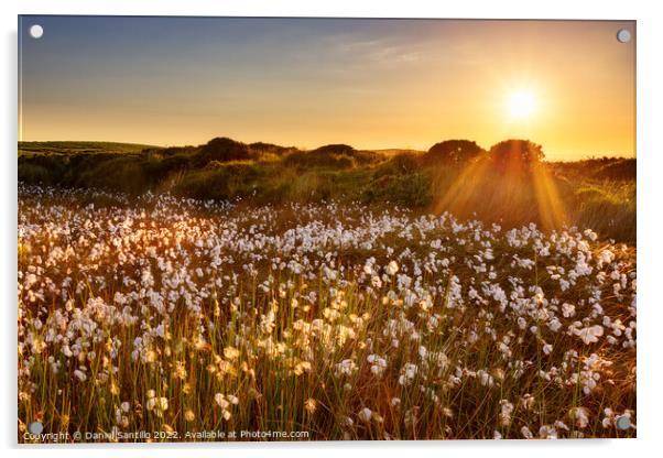 Cotton Grass on Cefn Bryn, Gower Acrylic by Dan Santillo