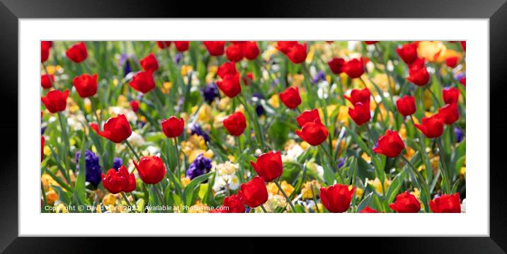 Tulips Framed Mounted Print by David Hare