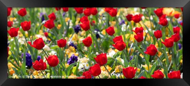 Tulips Framed Print by David Hare