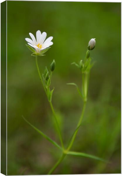greater starwort Canvas Print by Alan Tunnicliffe