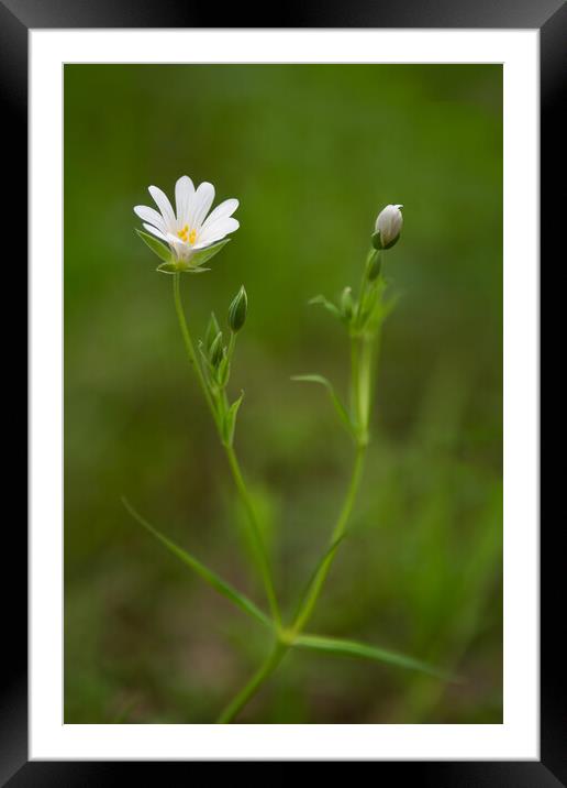 greater starwort Framed Mounted Print by Alan Tunnicliffe