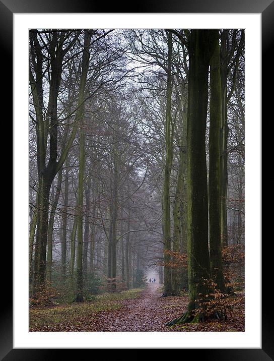 Winter woodland avenue Framed Mounted Print by Gary Eason