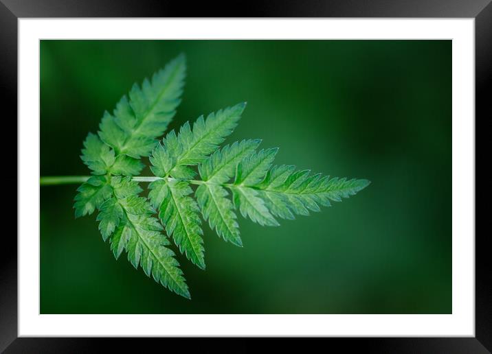 Green Leaf Framed Mounted Print by Mark Jones