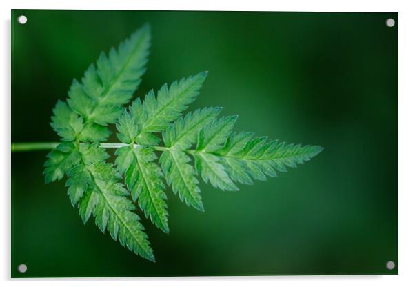 Green Leaf Acrylic by Mark Jones