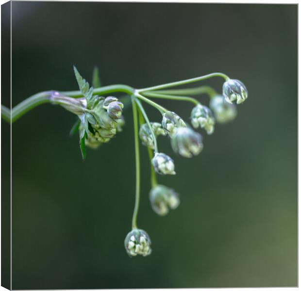 Cow Parsley Buds Canvas Print by Mark Jones