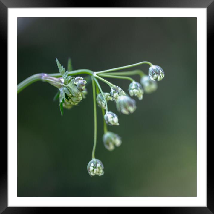 Cow Parsley Buds Framed Mounted Print by Mark Jones