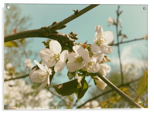 Vintage White Cherry Blossom Acrylic by Philip Openshaw