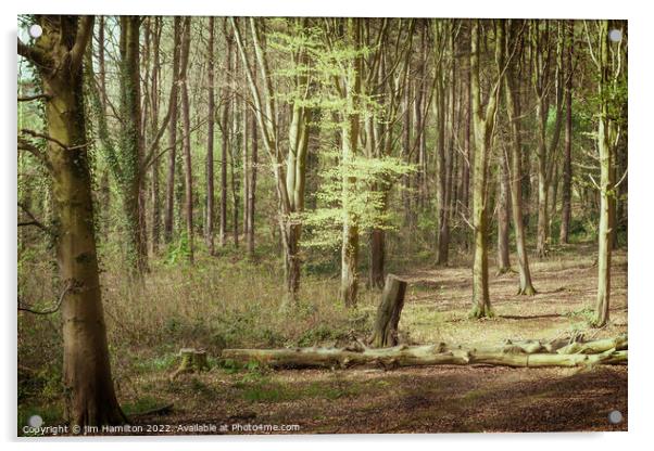 Portglenone Forest Acrylic by jim Hamilton