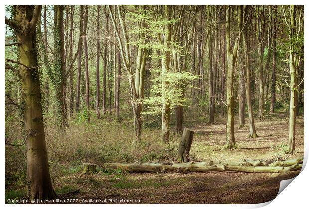 Portglenone Forest Print by jim Hamilton