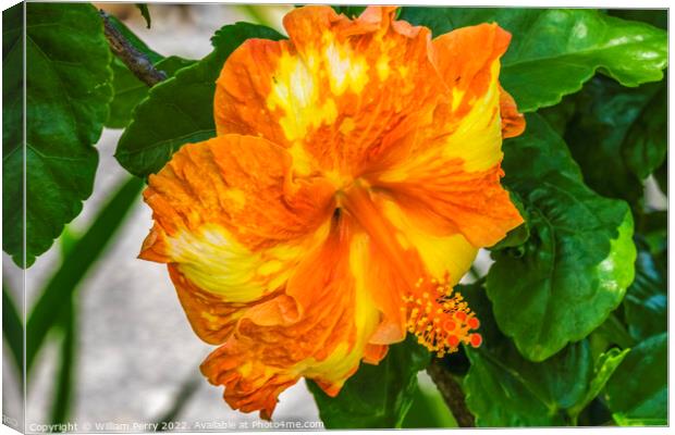 Orange Yellow Mixed Tropical Hibiscus Flower Moorea Tahiti Canvas Print by William Perry