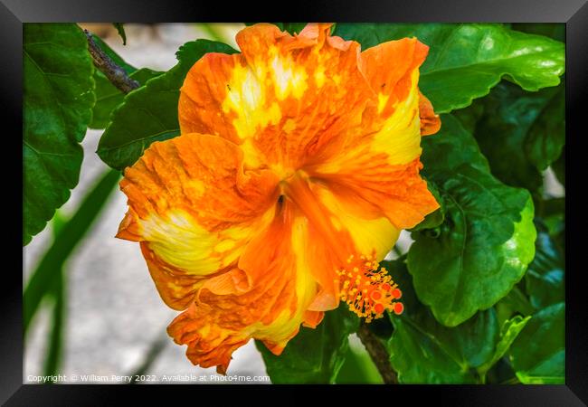 Orange Yellow Mixed Tropical Hibiscus Flower Moorea Tahiti Framed Print by William Perry