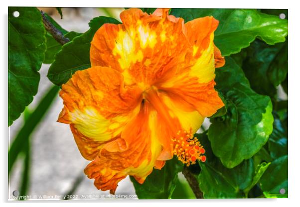 Orange Yellow Mixed Tropical Hibiscus Flower Moorea Tahiti Acrylic by William Perry