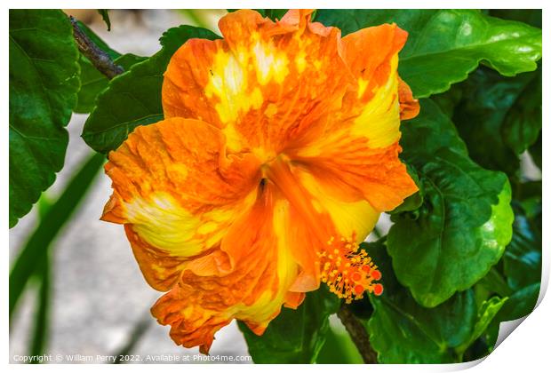 Orange Yellow Mixed Tropical Hibiscus Flower Moorea Tahiti Print by William Perry