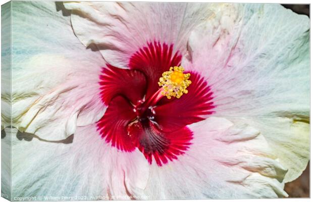 White Burgundy Mount Everest Hibiscus Flower Moorea Tahiti Canvas Print by William Perry