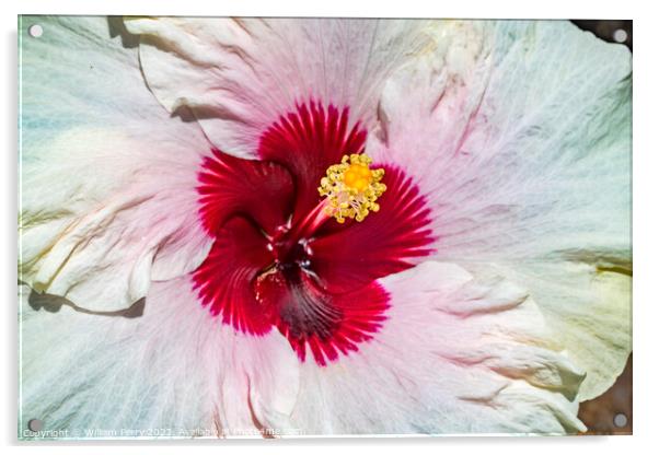 White Burgundy Mount Everest Hibiscus Flower Moorea Tahiti Acrylic by William Perry