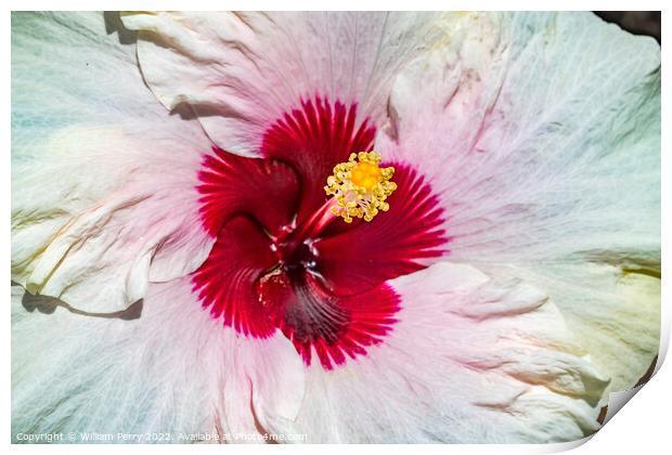 White Burgundy Mount Everest Hibiscus Flower Moorea Tahiti Print by William Perry