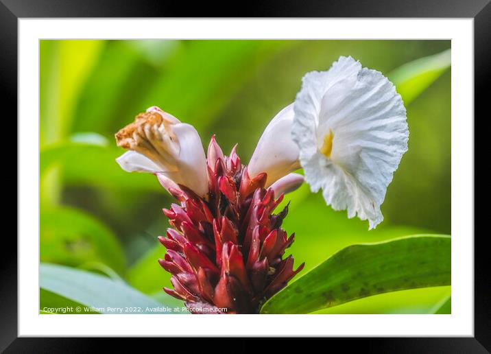 White Crabe Ginger Moorea Tahiti Framed Mounted Print by William Perry