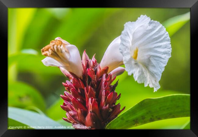 White Crabe Ginger Moorea Tahiti Framed Print by William Perry