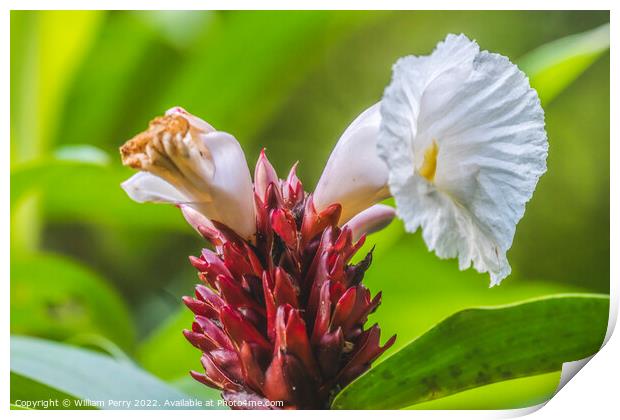 White Crabe Ginger Moorea Tahiti Print by William Perry