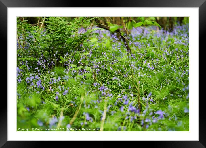 Bluebells in the woods, Cefn One Park, Cardiff Framed Mounted Print by Gordon Maclaren