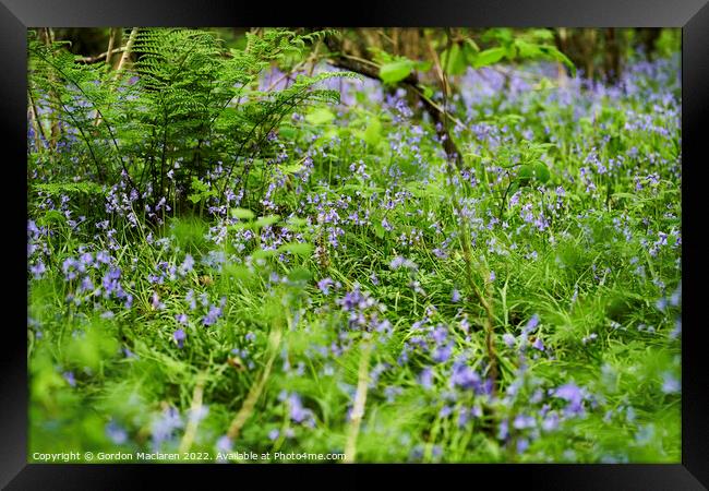 Bluebells in the woods, Cefn One Park, Cardiff Framed Print by Gordon Maclaren