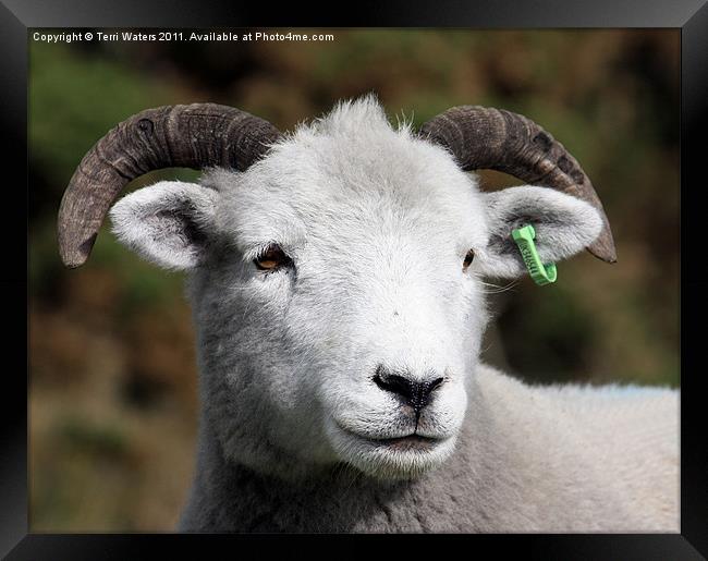 Exmoor Horn sheep Framed Print by Terri Waters