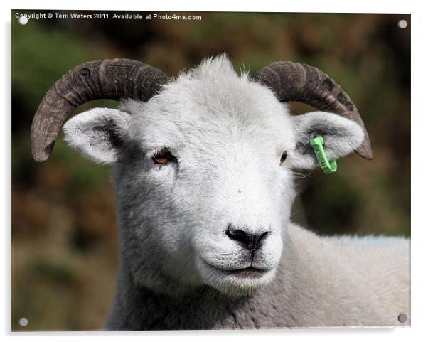 Exmoor Horn sheep Acrylic by Terri Waters